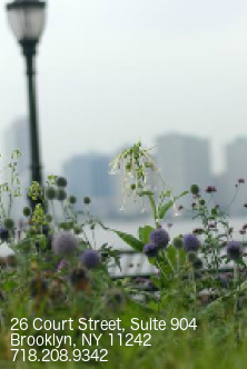 garden in Brooklyn